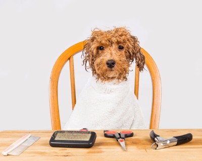 42280666_custom (1) Garner can teach you how to get rid of pet dander with the right tools and cleaning.