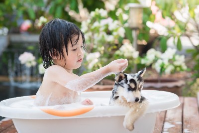bigstock–136364828 (1) Garner can teach you how to get rid of pet dander with the right tools and cleaning.